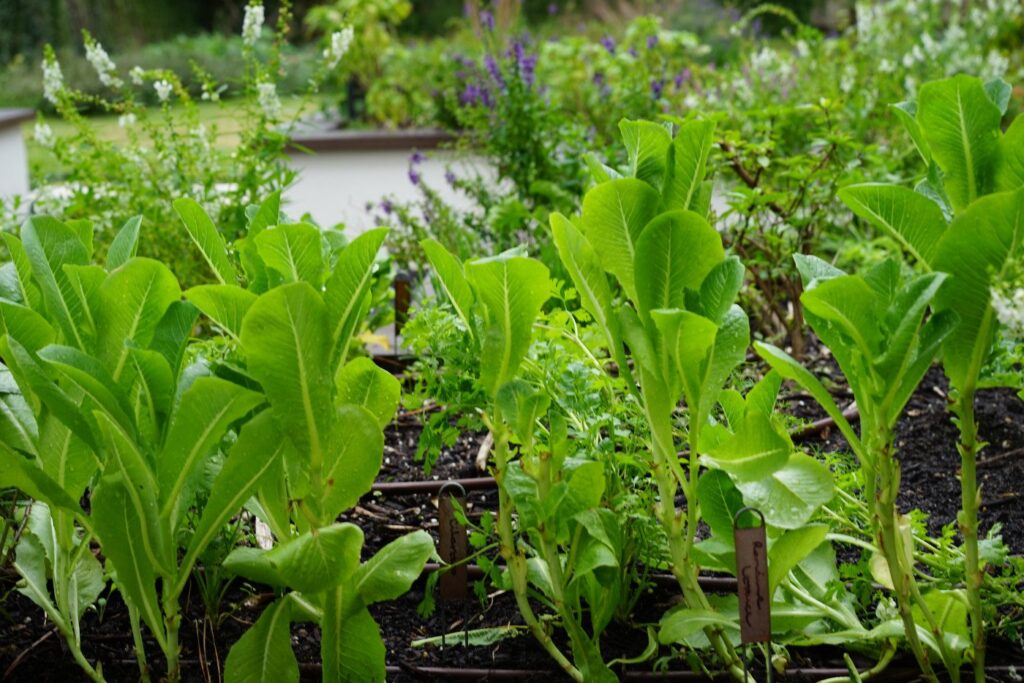 Natural Herbal Remedies from your garden